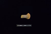 陶把藏品圖，第1張